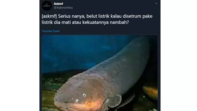 4 Pertanyaan Ngakak Soal Belut Listrik, Bikin Otak Kesetrum